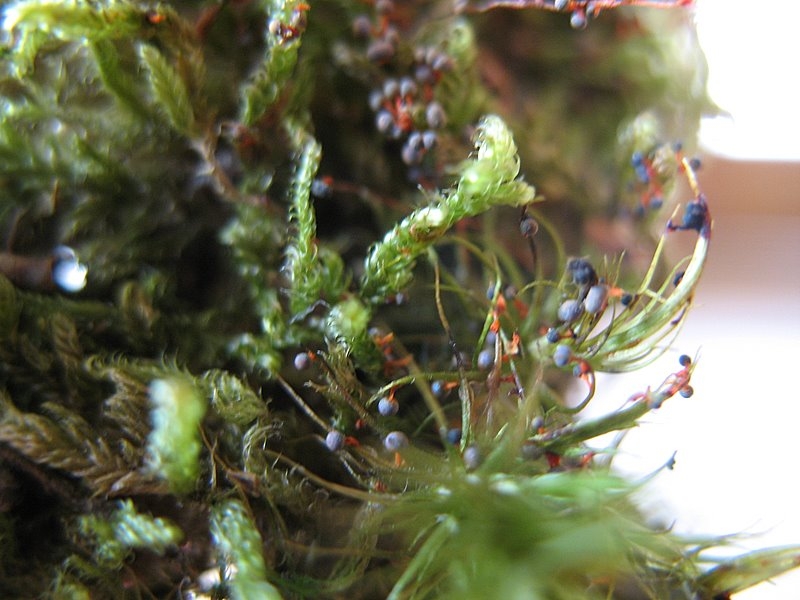 2008   Atelier myxo   Physarum psitacinum